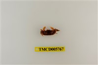 藏品(臺灣泥蟹)的圖片
